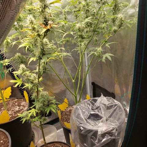 Geloctane  growlog photo: I cut 2 geloctane clones 12:30pm