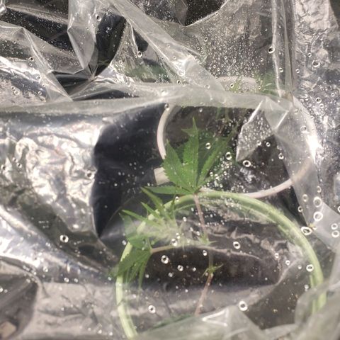 Geloctane  growlog photo: I cut 2 geloctane clones 12:30pm