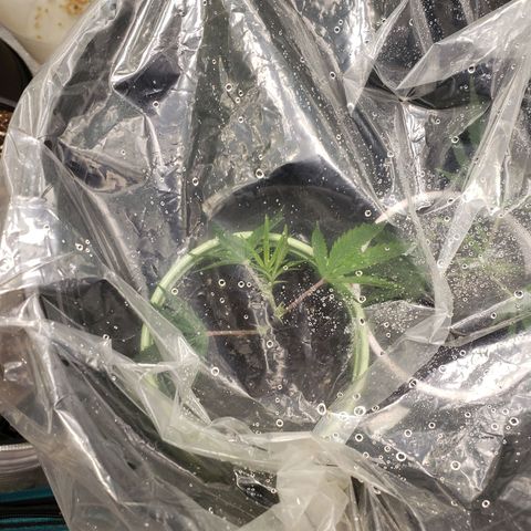 Geloctane  growlog photo: I cut 2 geloctane clones 12:30pm