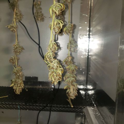 Geloctane  growlog photo: Morning 