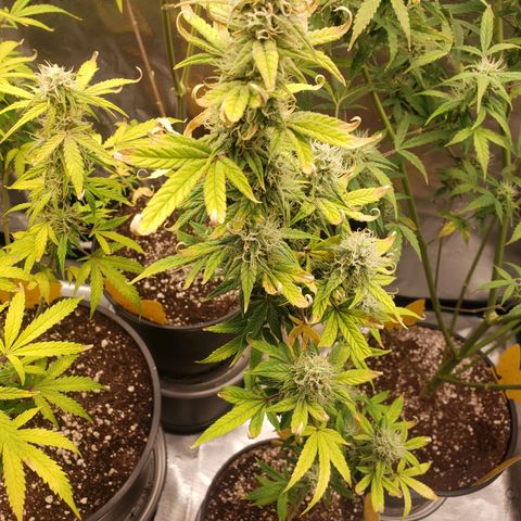 Geloctane  growlog photo: Morning 