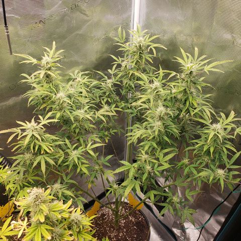 Geloctane  growlog photo: Morning 
