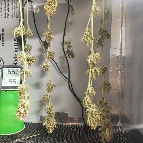 Geloctane  growlog photo: Morning 