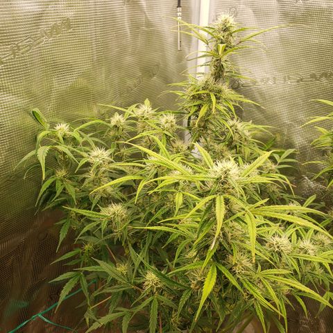 Geloctane  growlog photo: Morning 