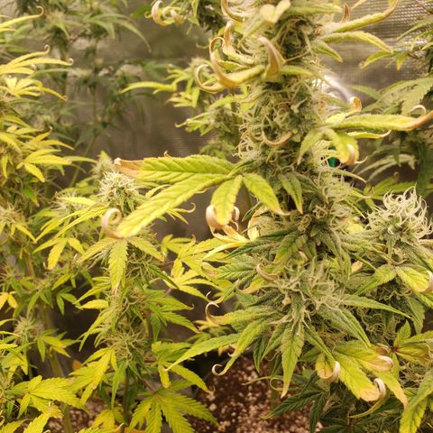 Geloctane  growlog photo: Morning 