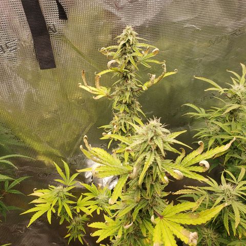 Geloctane  growlog photo: Morning 