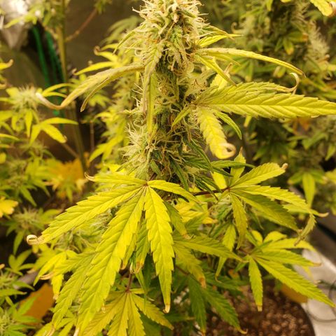 Geloctane  growlog photo: Morning 