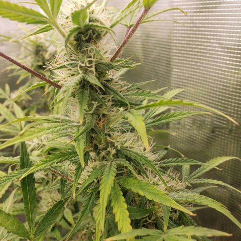 Geloctane  growlog photo: Morning 