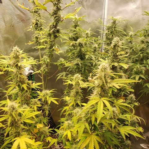 Geloctane  growlog photo: Morning 