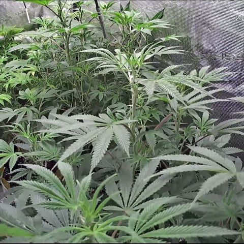 Geloctane  growlog photo: These little grow cams are pretty good
