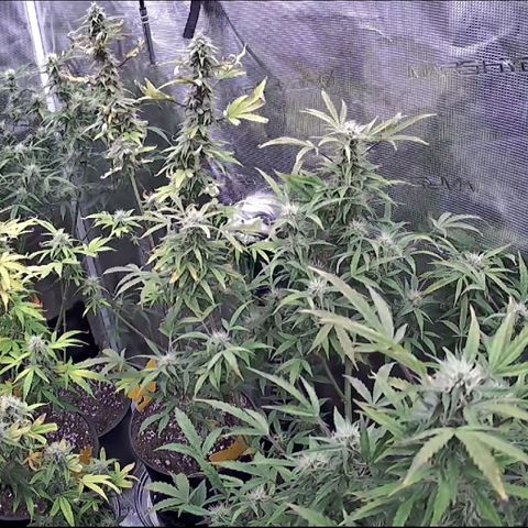 Geloctane  growlog photo: These little grow cams are pretty good