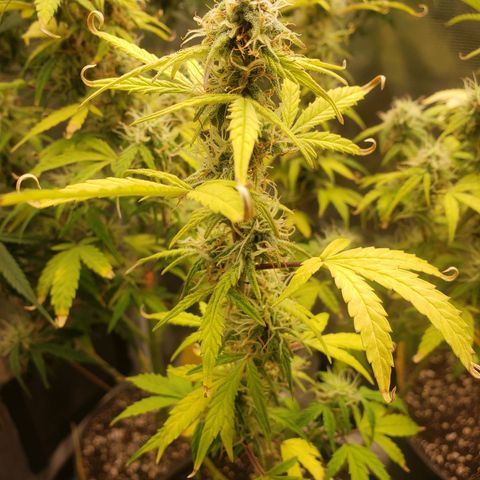 Geloctane  growlog photo: I think the plants had a ph lock out which caused them to get nutrient defficiencys  And now I'm trying to compensate by adding more nutrients which I think is causing slight nutrient burn 