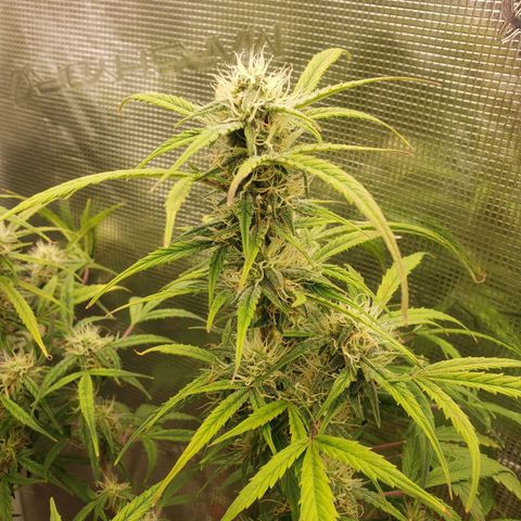 Geloctane  growlog photo: I think the plants had a ph lock out which caused them to get nutrient defficiencys  And now I'm trying to compensate by adding more nutrients which I think is causing slight nutrient burn 