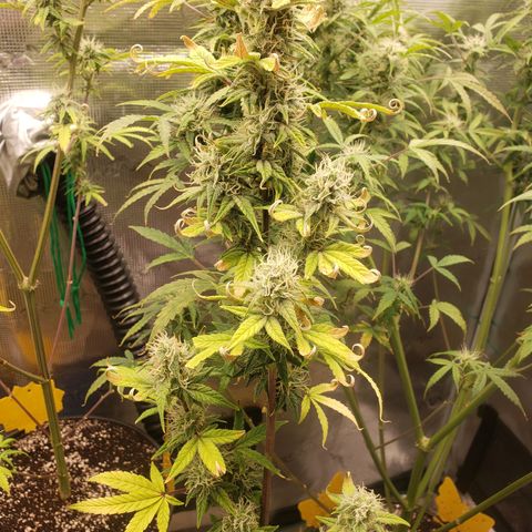 Geloctane  growlog photo: I think the plants had a ph lock out which caused them to get nutrient defficiencys  And now I'm trying to compensate by adding more nutrients which I think is causing slight nutrient burn 