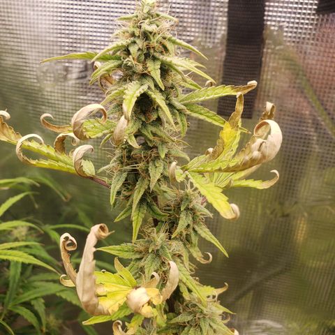 Geloctane  growlog photo: I think the plants had a ph lock out which caused them to get nutrient defficiencys  And now I'm trying to compensate by adding more nutrients which I think is causing slight nutrient burn 