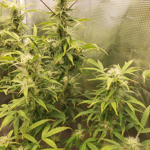 Geloctane  growlog photo: I think the plants had a ph lock out which caused them to get nutrient defficiencys  And now I'm trying to compensate by adding more nutrients which I think is causing slight nutrient burn 