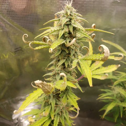 Geloctane  growlog photo: I think the plants had a ph lock out which caused them to get nutrient defficiencys  And now I'm trying to compensate by adding more nutrients which I think is causing slight nutrient burn 