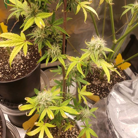 Geloctane  growlog photo: I think the plants had a ph lock out which caused them to get nutrient defficiencys  And now I'm trying to compensate by adding more nutrients which I think is causing slight nutrient burn 