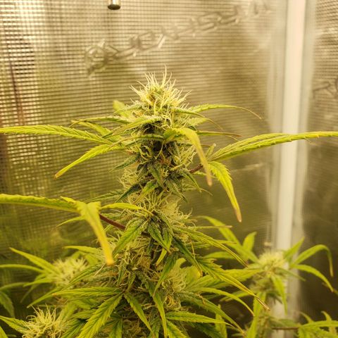 Geloctane  growlog photo: I think the plants had a ph lock out which caused them to get nutrient defficiencys  And now I'm trying to compensate by adding more nutrients which I think is causing slight nutrient burn 