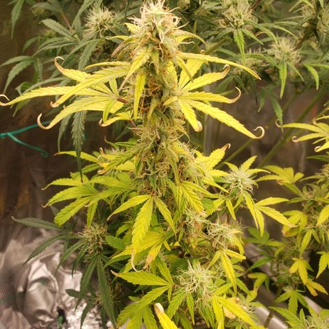 Geloctane  growlog photo: I think the plants had a ph lock out which caused them to get nutrient defficiencys  And now I'm trying to compensate by adding more nutrients which I think is causing slight nutrient burn 