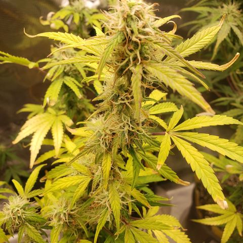 Geloctane  growlog photo: I think the plants had a ph lock out which caused them to get nutrient defficiencys  And now I'm trying to compensate by adding more nutrients which I think is causing slight nutrient burn 
