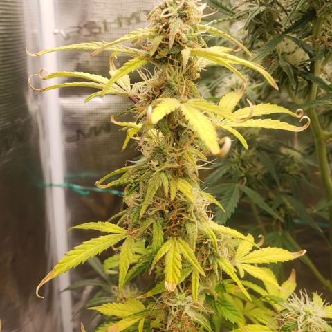 Geloctane  growlog photo: Building my own soil these stalks are huge using Nutrient mix they are very small 