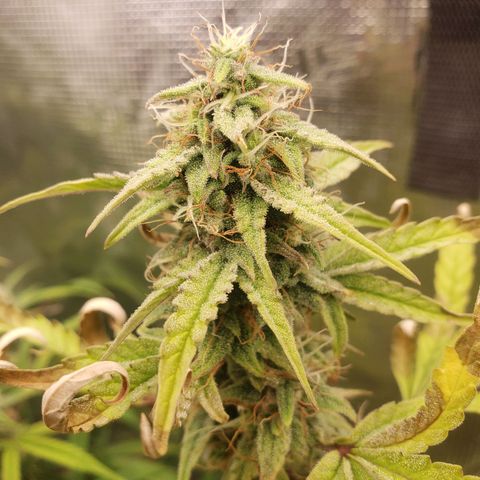 Geloctane  growlog photo: Building my own soil these stalks are huge using Nutrient mix they are very small 