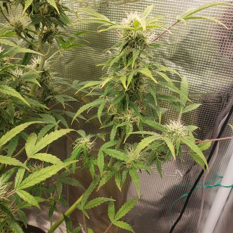 Geloctane  growlog photo: Building my own soil these stalks are huge using Nutrient mix they are very small 