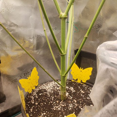 Geloctane  growlog photo: Building my own soil these stalks are huge using Nutrient mix they are very small 