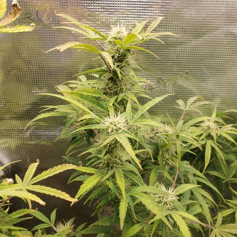Geloctane  growlog photo: Building my own soil these stalks are huge using Nutrient mix they are very small 