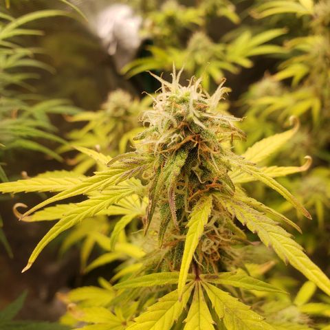 Geloctane  growlog photo: Building my own soil these stalks are huge using Nutrient mix they are very small 