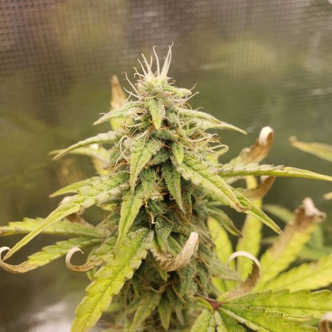 Geloctane  growlog photo: Building my own soil these stalks are huge using Nutrient mix they are very small 