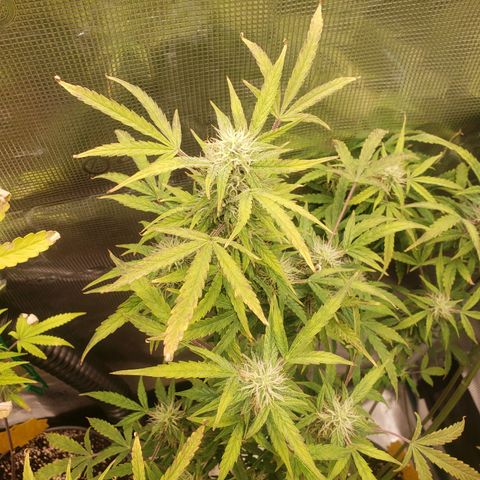 Geloctane  growlog photo: Building my own soil these stalks are huge using Nutrient mix they are very small 