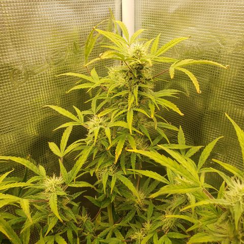 Geloctane  growlog photo: Building my own soil these stalks are huge using Nutrient mix they are very small 