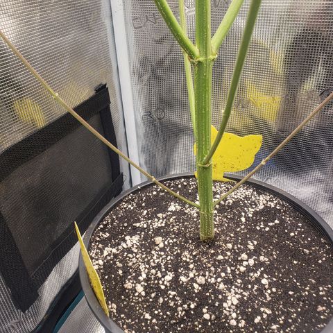 Geloctane  growlog photo: Building my own soil these stalks are huge using Nutrient mix they are very small 