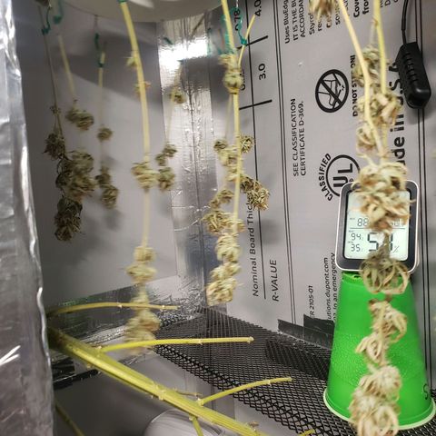 Geloctane  growlog photo: The photo period tent is getting out of control 