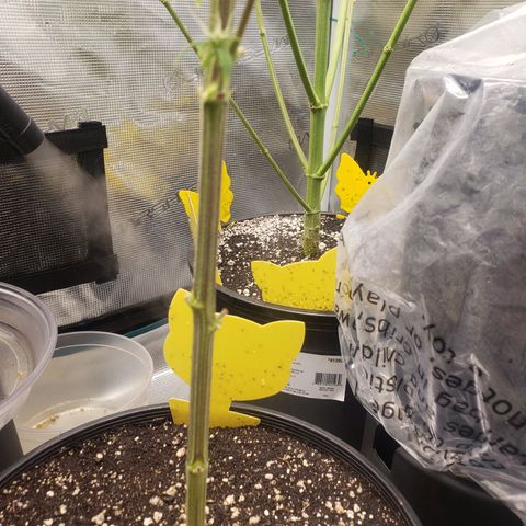 Geloctane  growlog photo: The photo period tent is getting out of control 