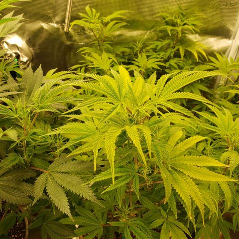 Geloctane  growlog photo: The photo period tent is getting out of control 
