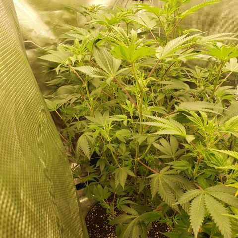 Geloctane  growlog photo: The photo period tent is getting out of control 