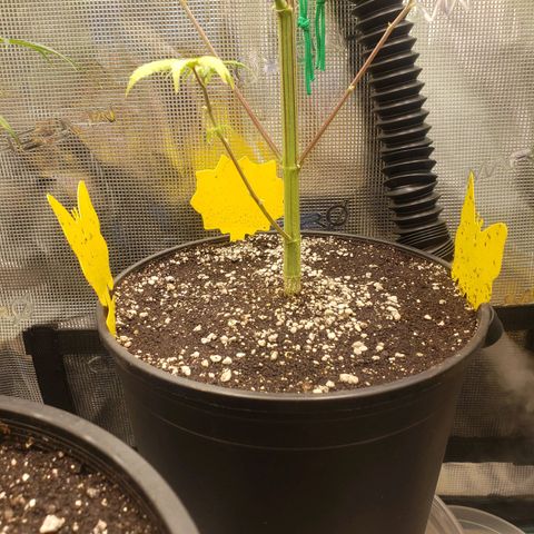 Geloctane  growlog photo: The photo period tent is getting out of control 