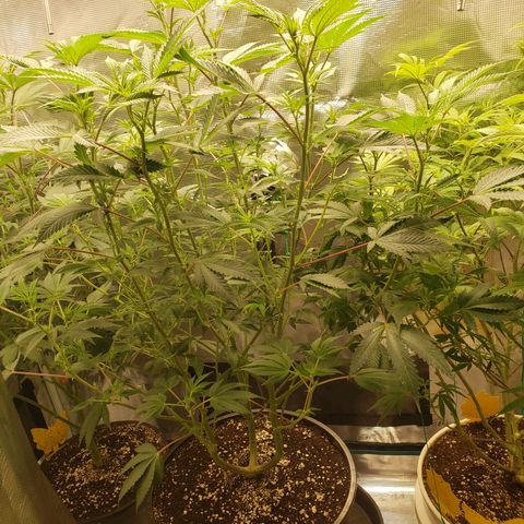 Geloctane  growlog photo: The photo period tent is getting out of control 