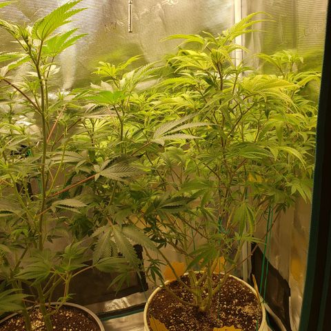Geloctane  growlog photo: The photo period tent is getting out of control 