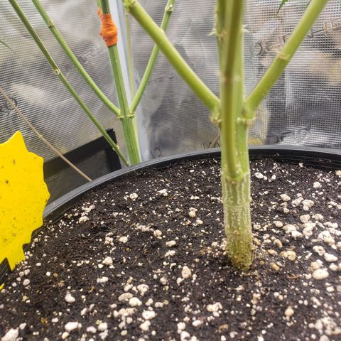 Geloctane  growlog photo: The photo period tent is getting out of control 