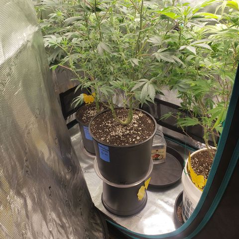 Geloctane  growlog photo: The photo period tent is getting out of control 
