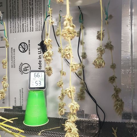 Geloctane  growlog photo: The photo period tent is getting out of control 