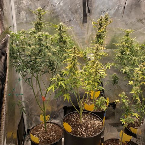 Geloctane  growlog photo: I'm gonna say I gave them too much nutrients With all the leaf tips curling that's the only thing I can assume since the light is at a decent distance