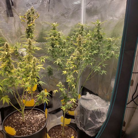 Geloctane  growlog photo: I'm gonna say I gave them too much nutrients With all the leaf tips curling that's the only thing I can assume since the light is at a decent distance
