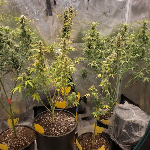 Geloctane  growlog photo: I'm gonna say I gave them too much nutrients With all the leaf tips curling that's the only thing I can assume since the light is at a decent distance