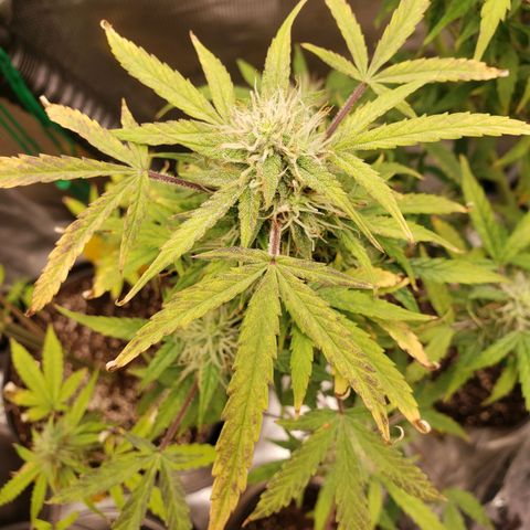 Geloctane  growlog photo: They're a lot frostier then the 1st super skunk 