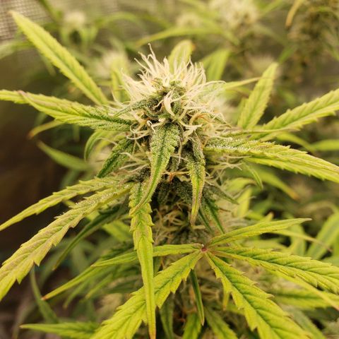 Geloctane  growlog photo: They're a lot frostier then the 1st super skunk 